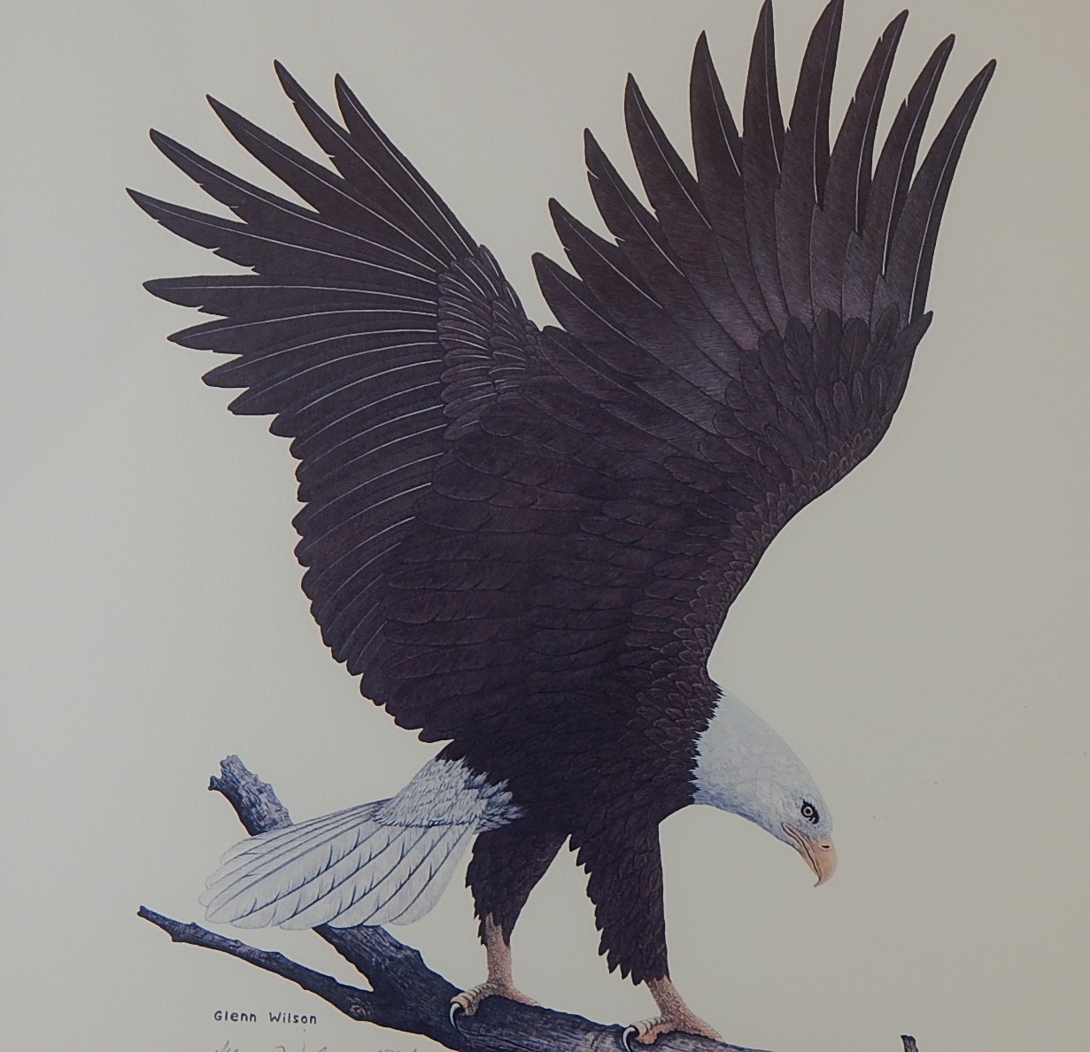 Signed L/E Glenn Wilson 'Bald Eagle' Framed Print