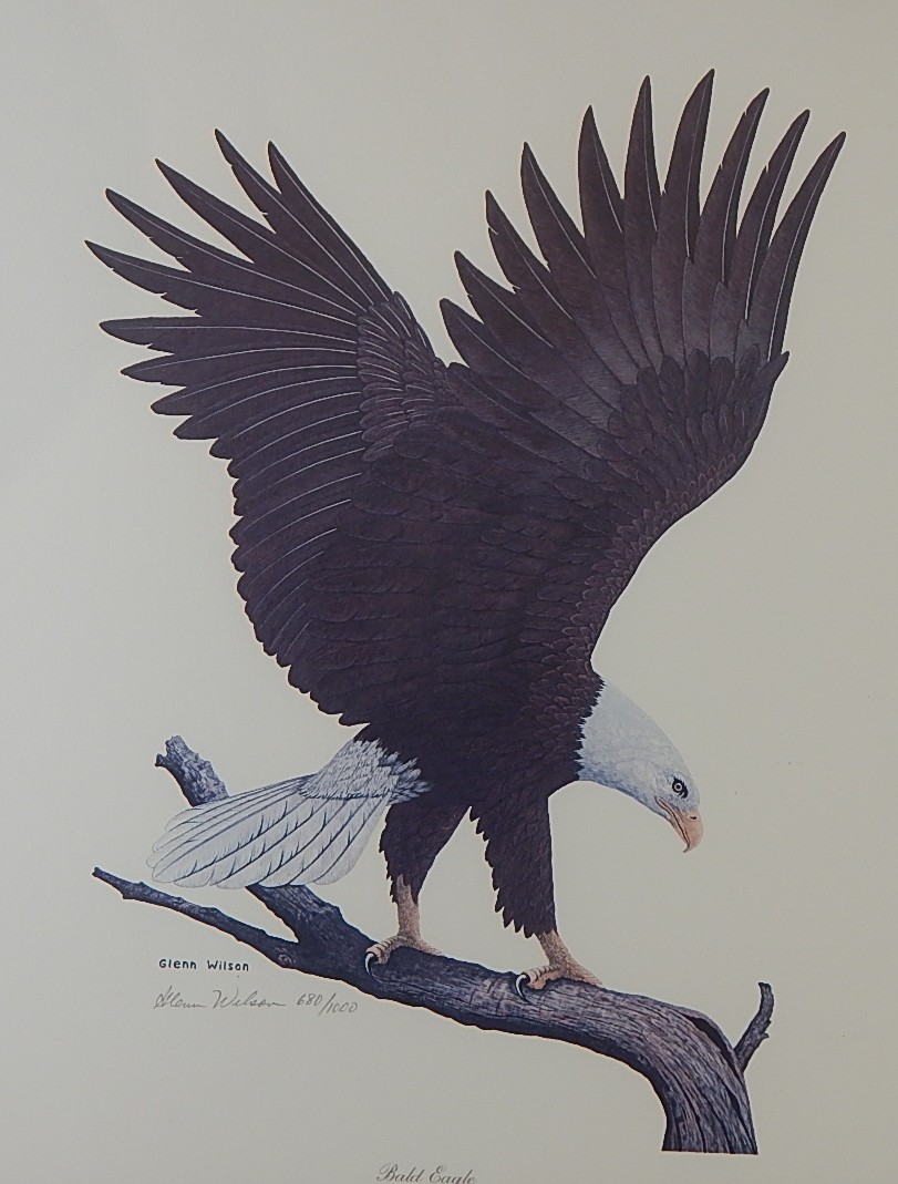 Signed L/E Glenn Wilson 'Bald Eagle' Framed Print