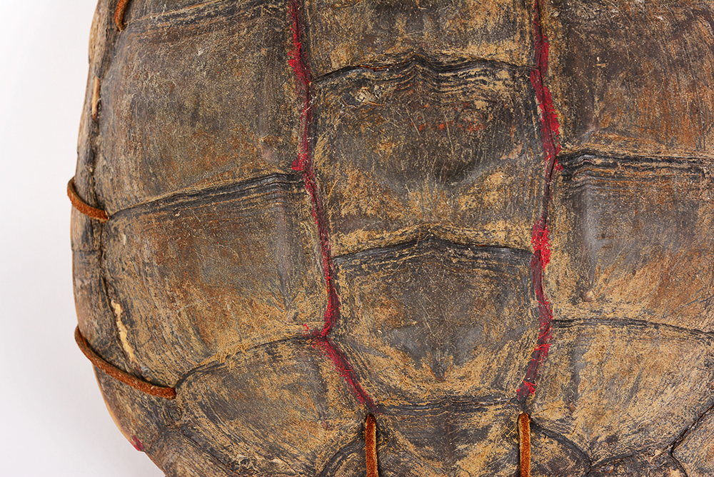 Decorated Fresh Water Turtle Shell