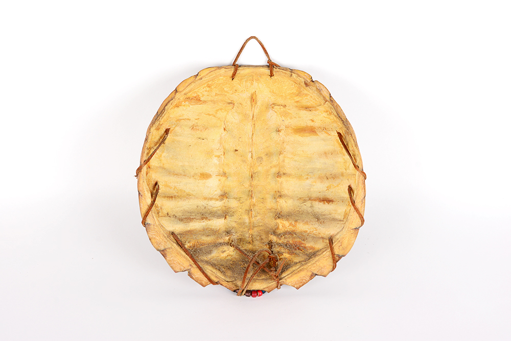 Decorated Fresh Water Turtle Shell