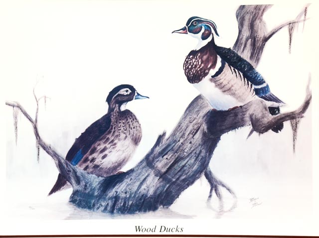 Limited Edition Offset Lithograph of Ray Sexton's "Wood Ducks"