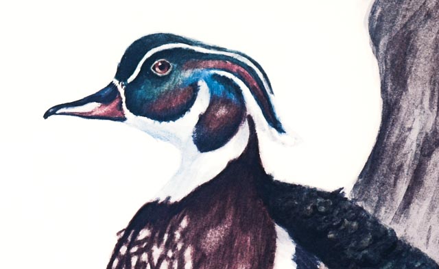 Limited Edition Offset Lithograph of Ray Sexton's "Wood Ducks"