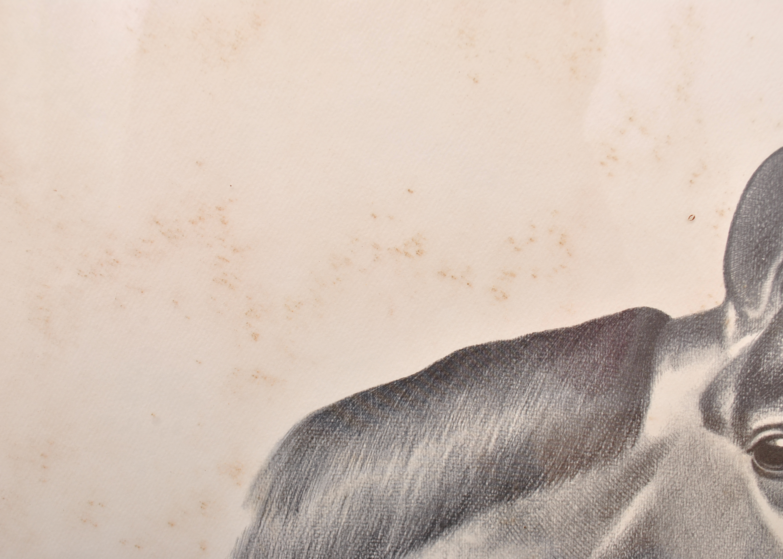 Kentucky Derby Collection