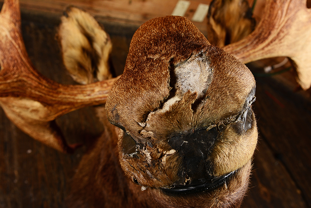 Taxidermy Moose Head