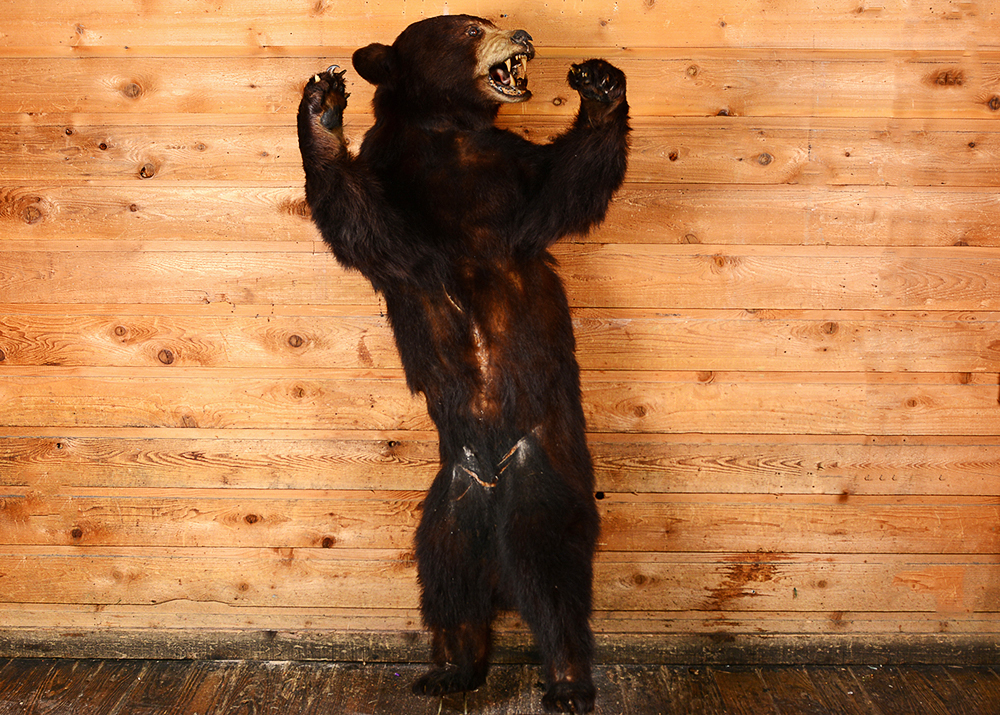 Taxidermy Juvenile Black Bear