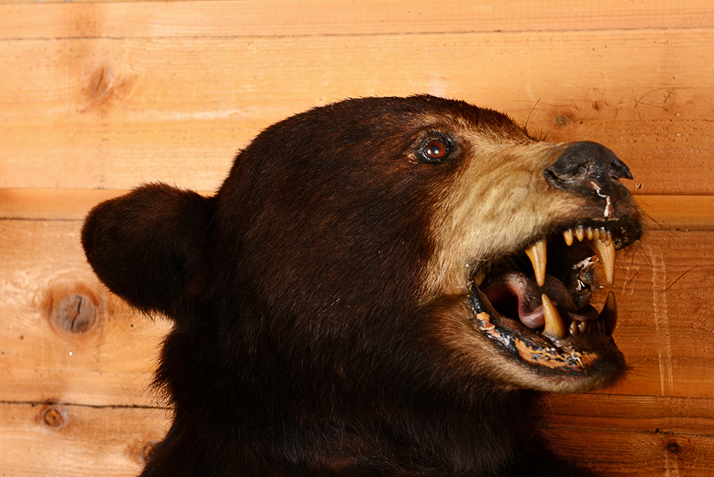 Taxidermy Juvenile Black Bear