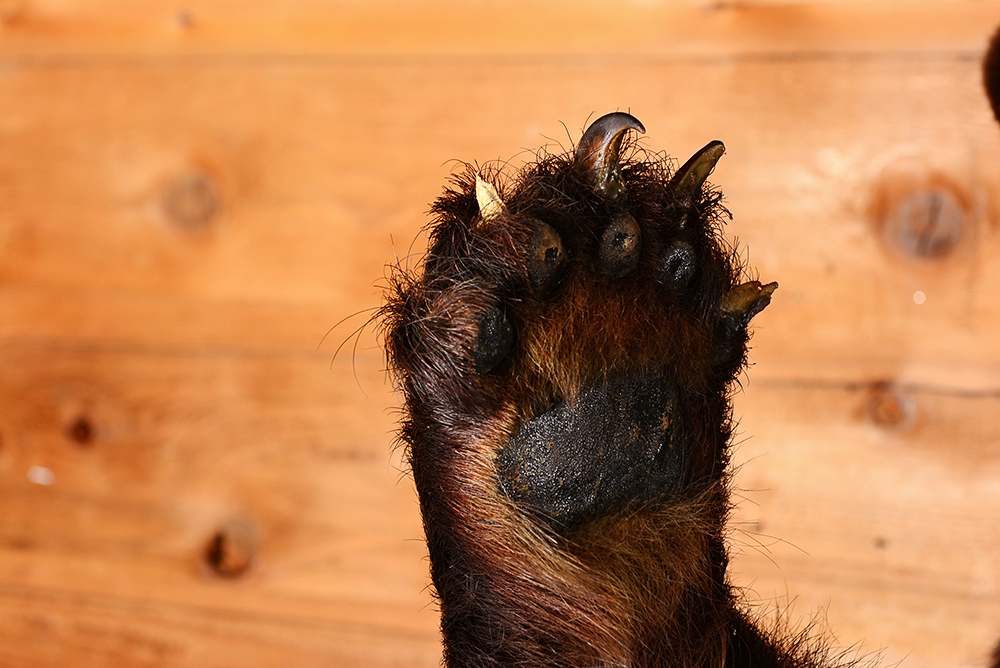 Taxidermy Juvenile Black Bear