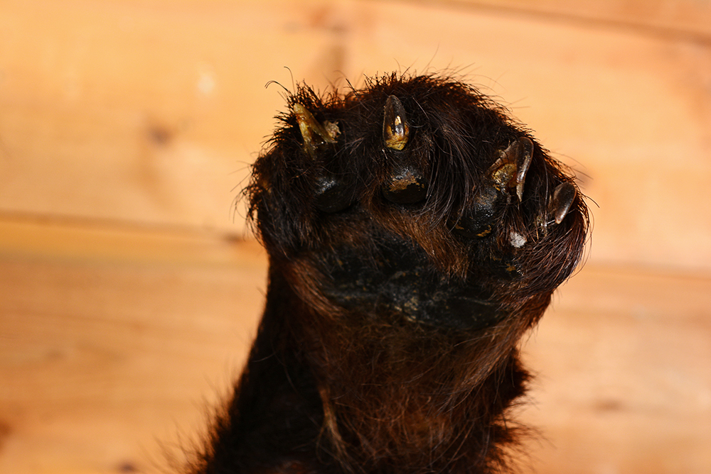 Taxidermy Juvenile Black Bear
