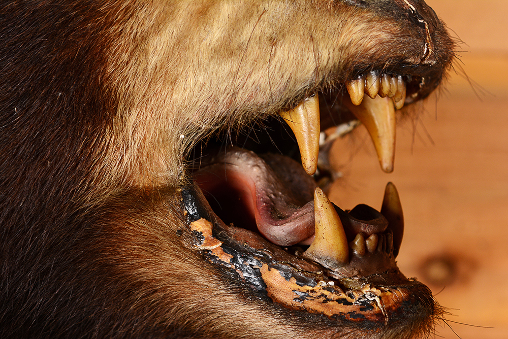 Taxidermy Juvenile Black Bear