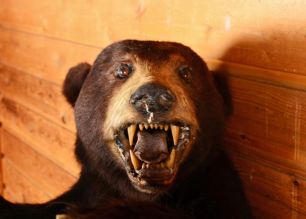 Taxidermy Juvenile Black Bear