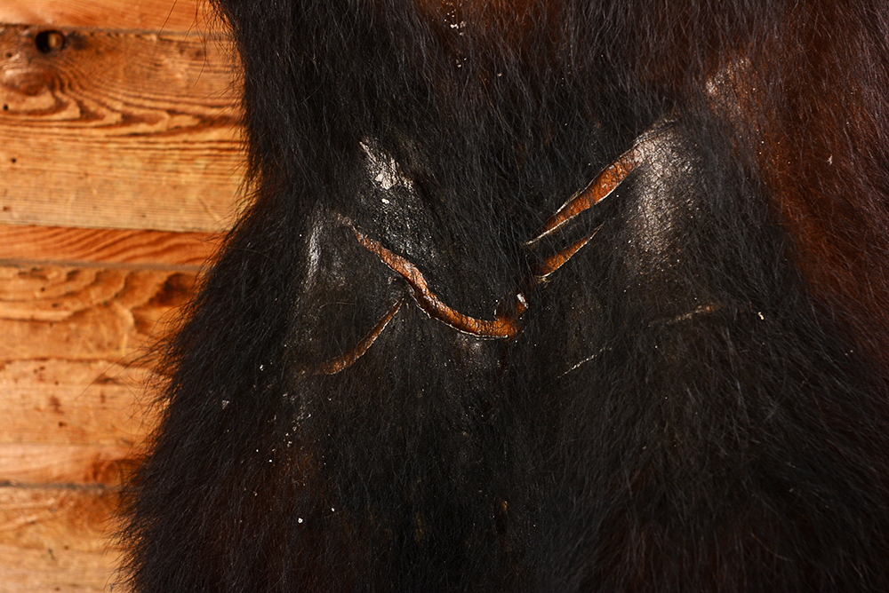 Taxidermy Juvenile Black Bear