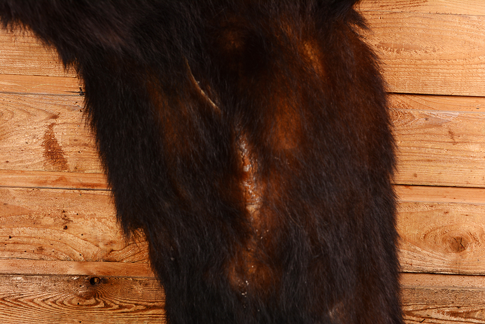 Taxidermy Juvenile Black Bear