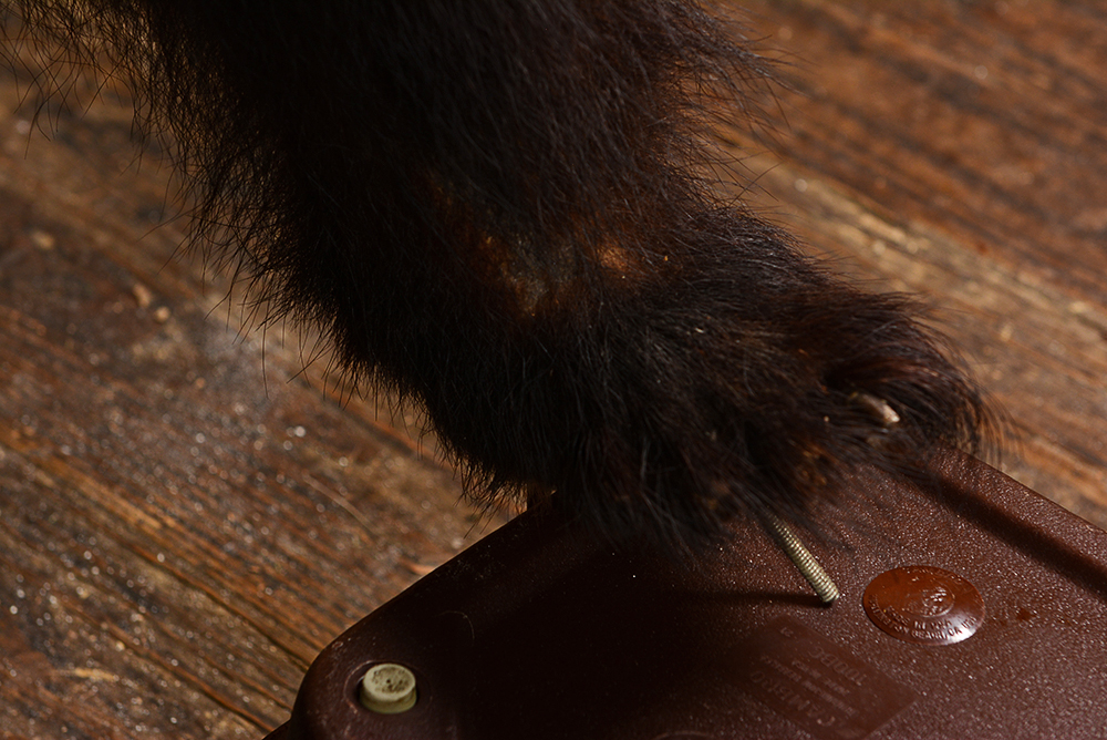 Taxidermy Juvenile Black Bear