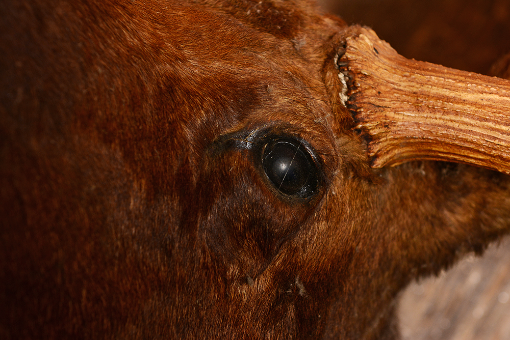 Taxidermy Moose Head with Antlers