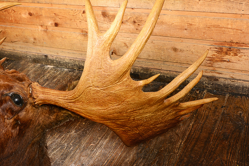 Taxidermy Moose Head with Antlers