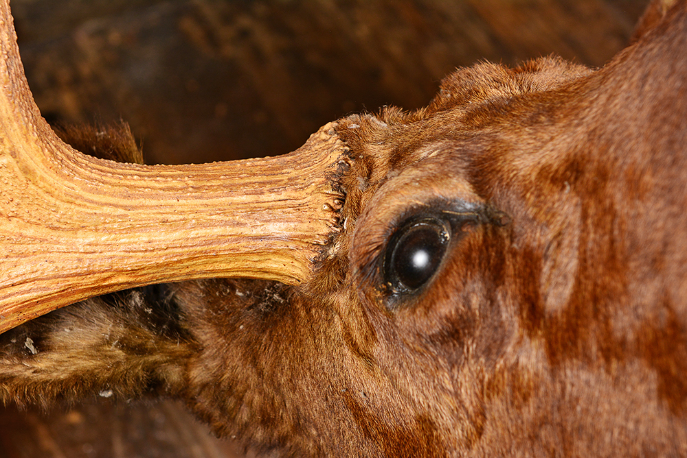 Taxidermy Moose Head with Antlers