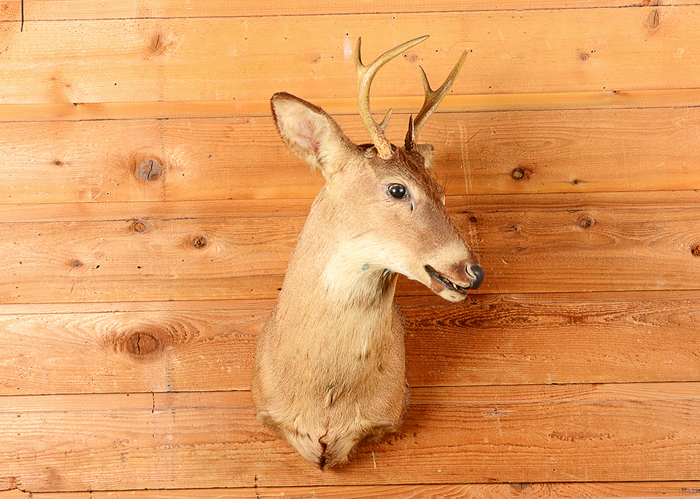 Taxidermy Six Point Buck