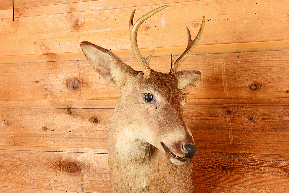 Taxidermy Six Point Buck