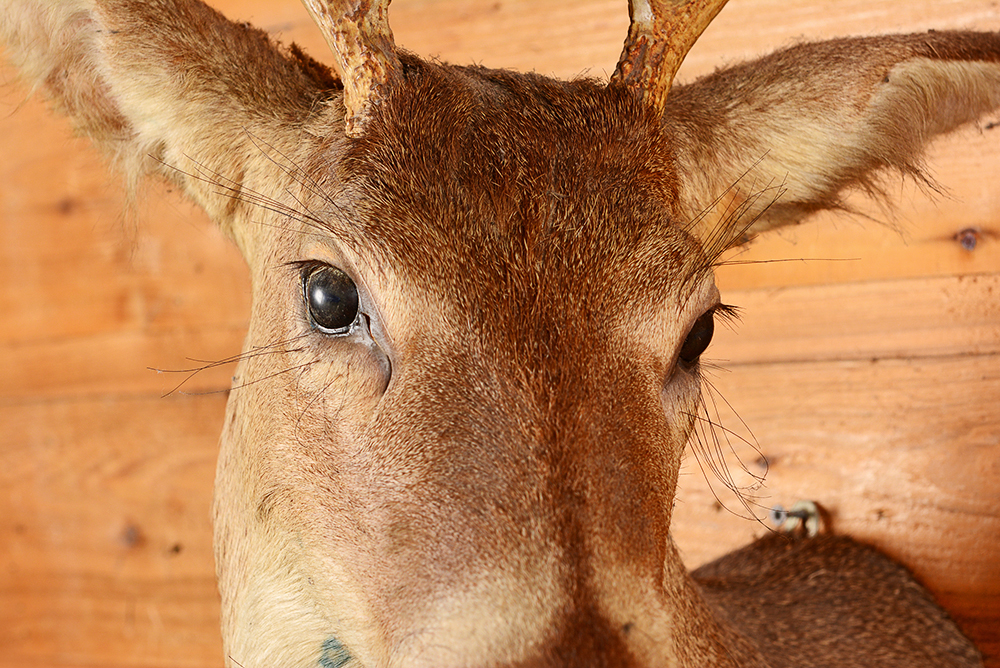 Taxidermy Six Point Buck