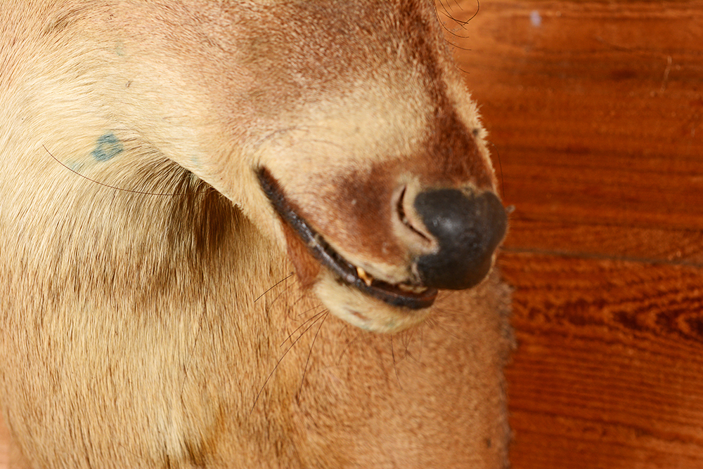 Taxidermy Six Point Buck