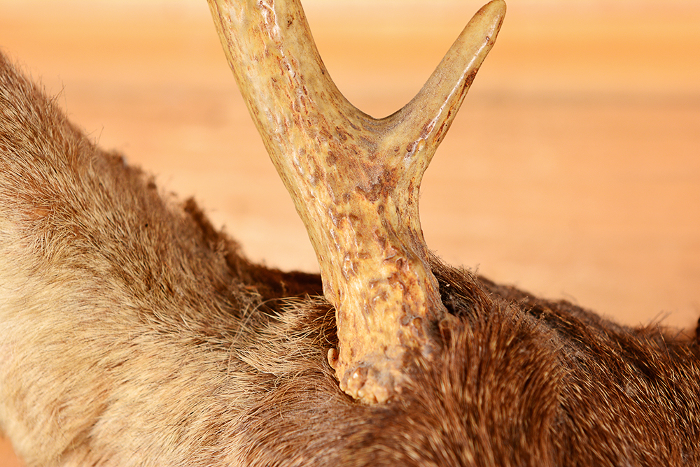 Taxidermy Six Point Buck