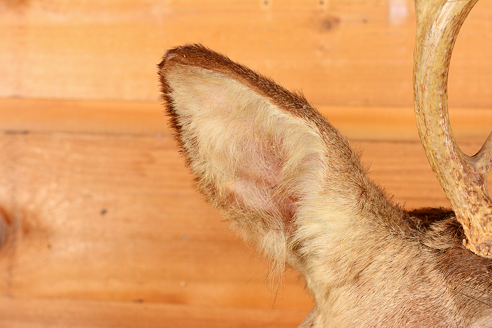 Taxidermy Six Point Buck