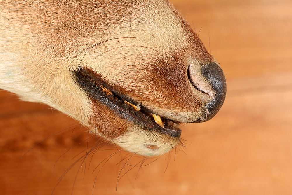 Taxidermy Six Point Buck
