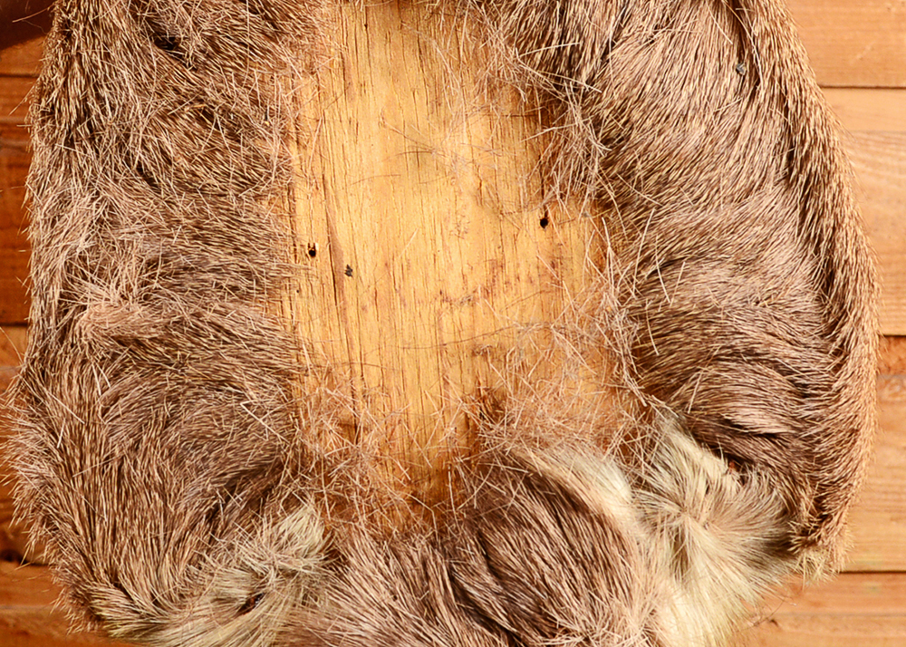 Taxidermy Six Point Buck