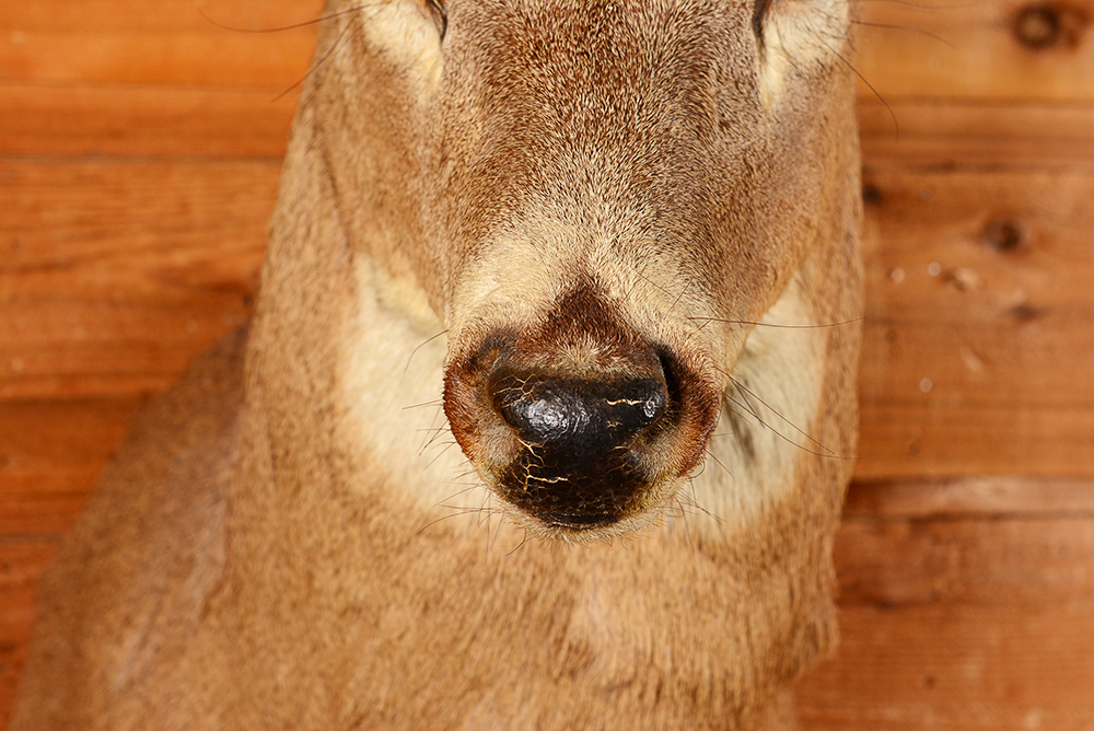 Taxidermy Ten Point Buck