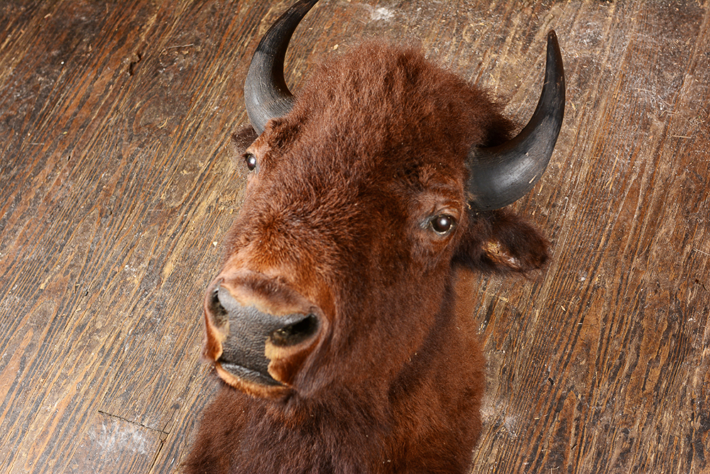 Taxidermy Bison Head