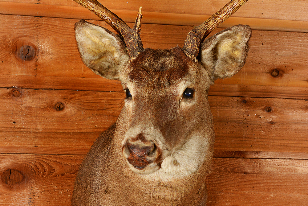 Taxidermy Six Point Buck