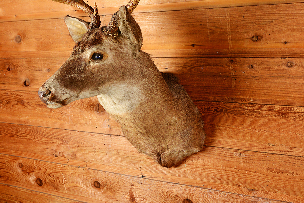 Taxidermy Six Point Buck