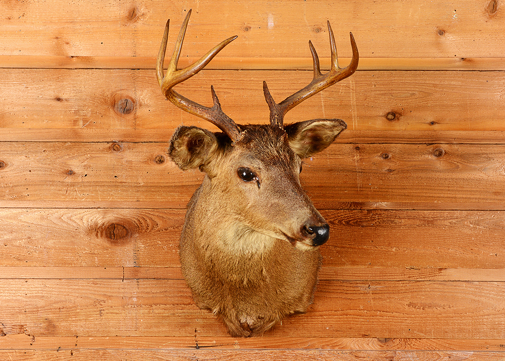 Taxidermy Eight Point Buck