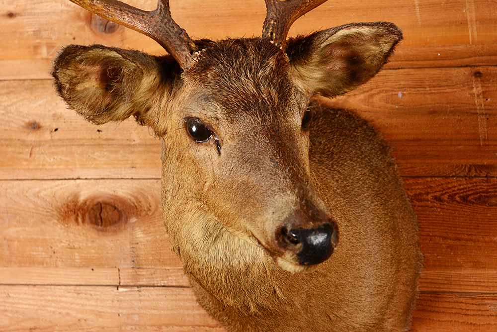 Taxidermy Eight Point Buck