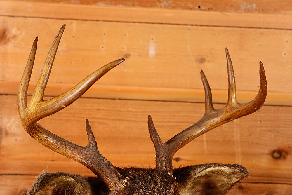 Taxidermy Eight Point Buck