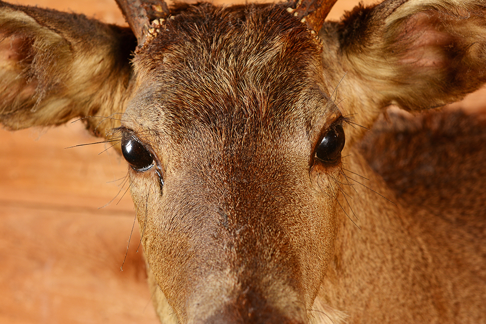 Taxidermy Eight Point Buck