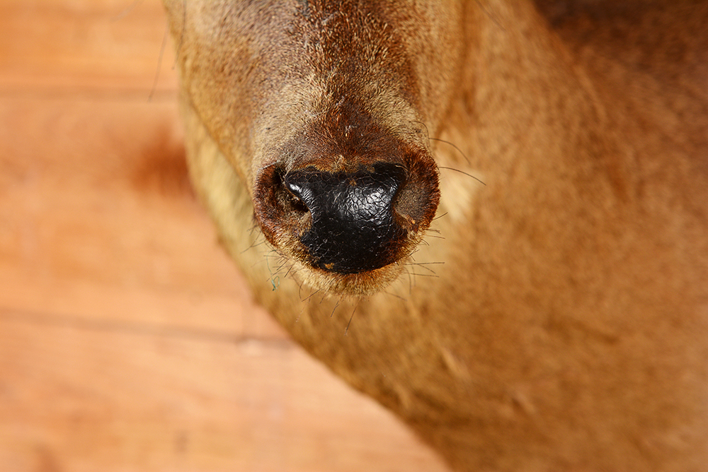 Taxidermy Eight Point Buck