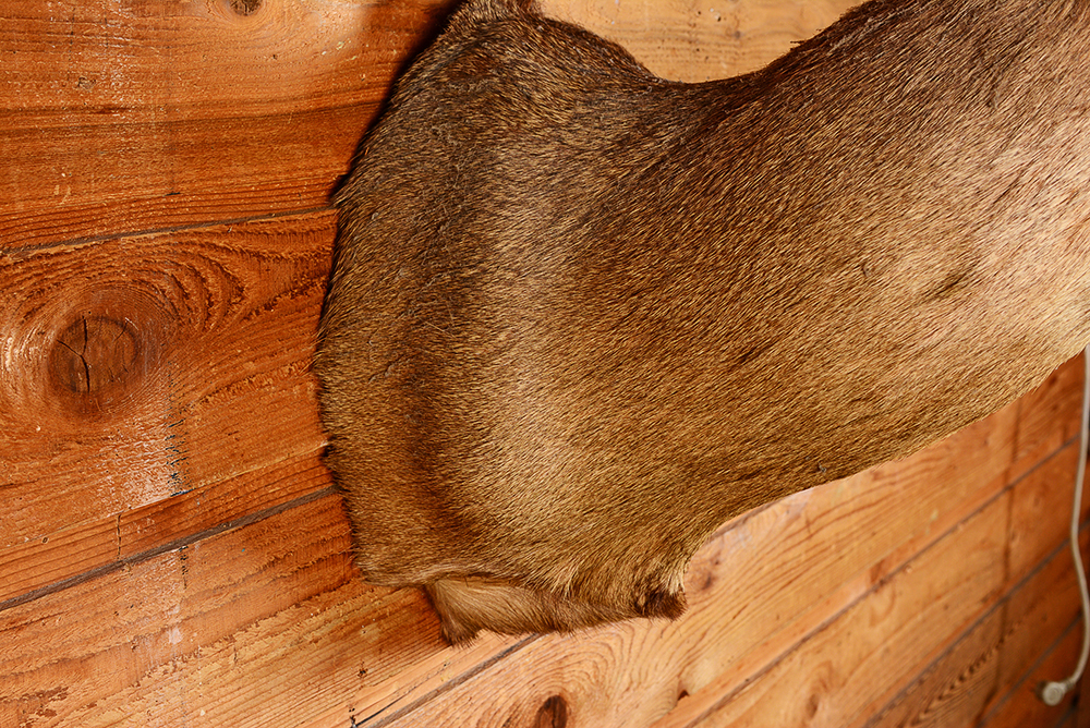 Taxidermy Eight Point Buck