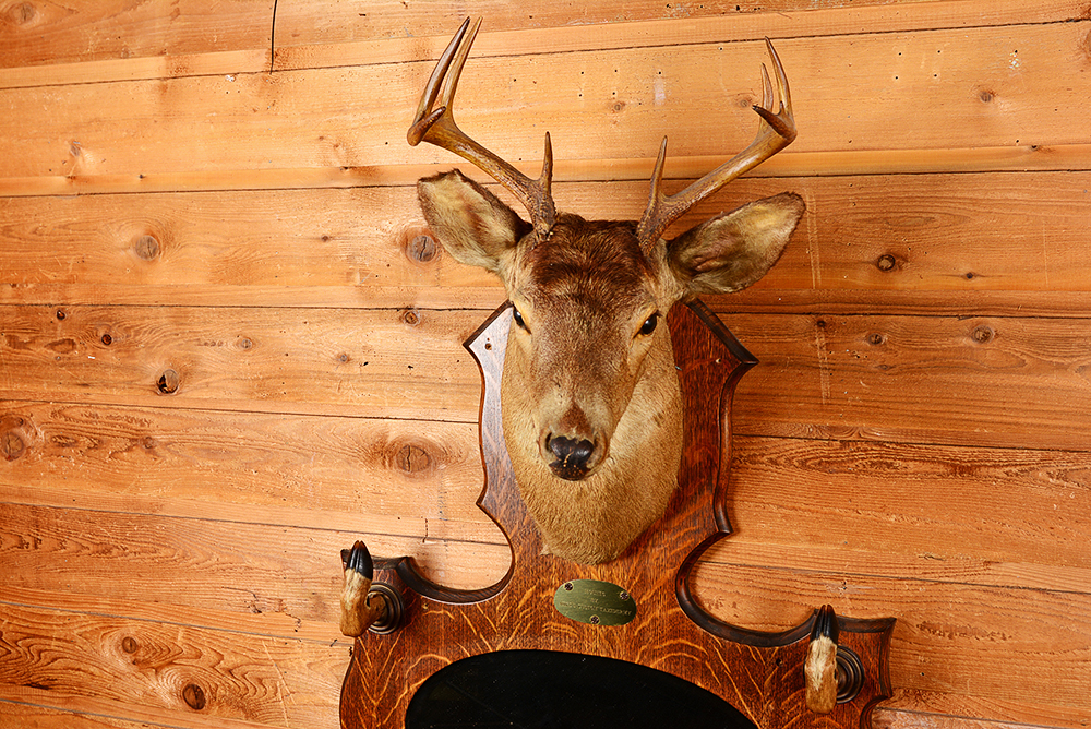 Taxidermy Nine Point Buck with Mirror and Coat Rack