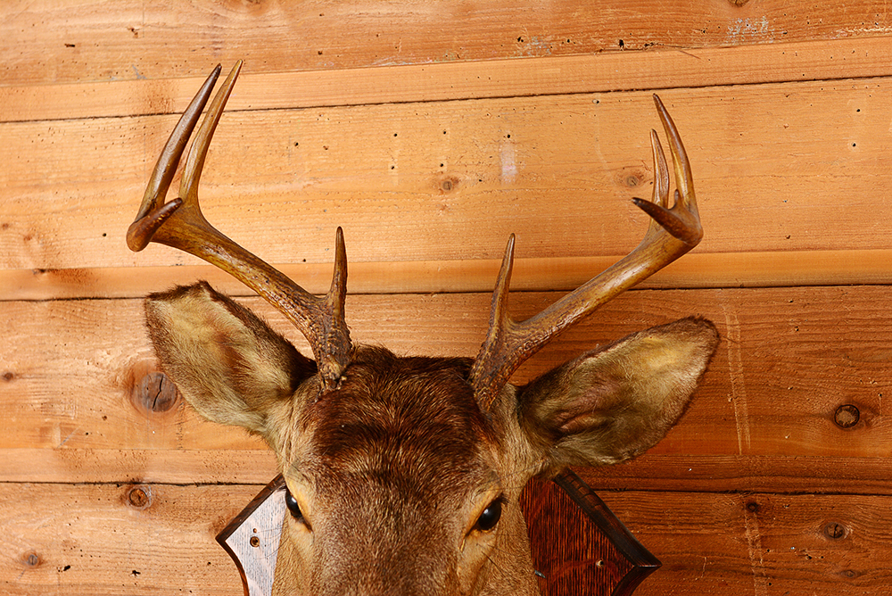 Taxidermy Nine Point Buck with Mirror and Coat Rack
