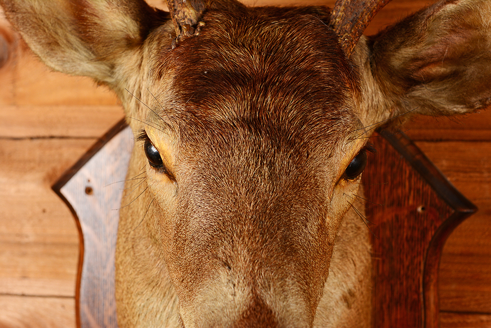 Taxidermy Nine Point Buck with Mirror and Coat Rack