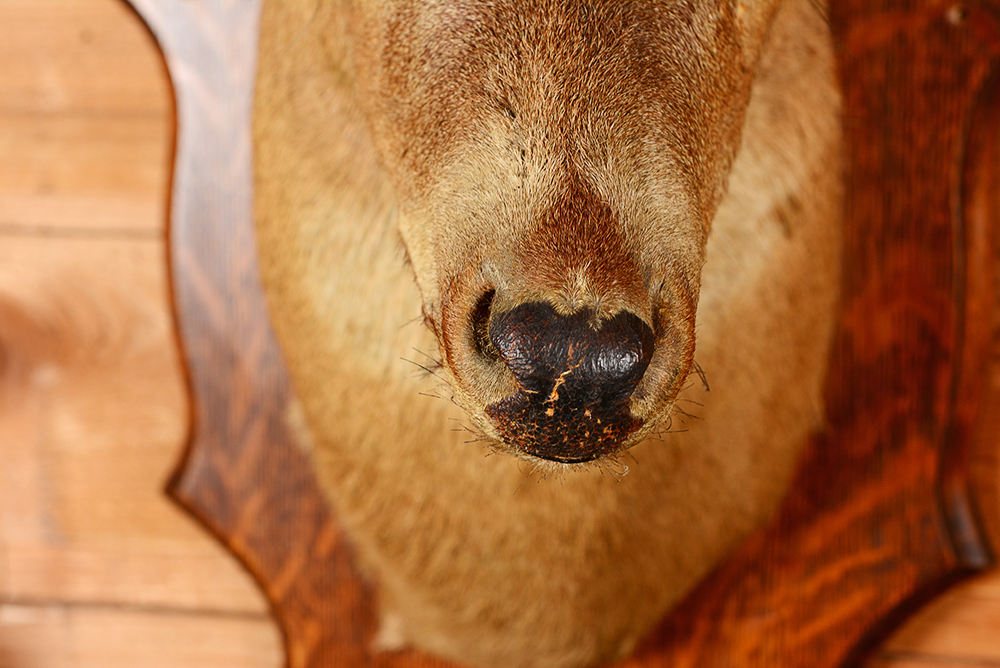 Taxidermy Nine Point Buck with Mirror and Coat Rack