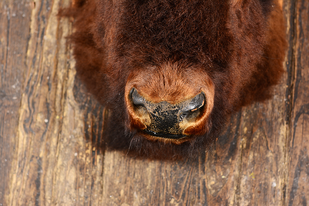 Taxidermy Bison Head