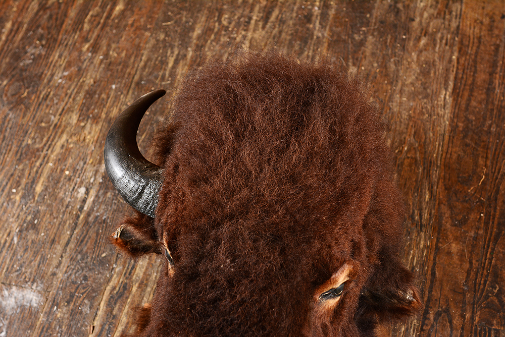 Taxidermy Bison Head