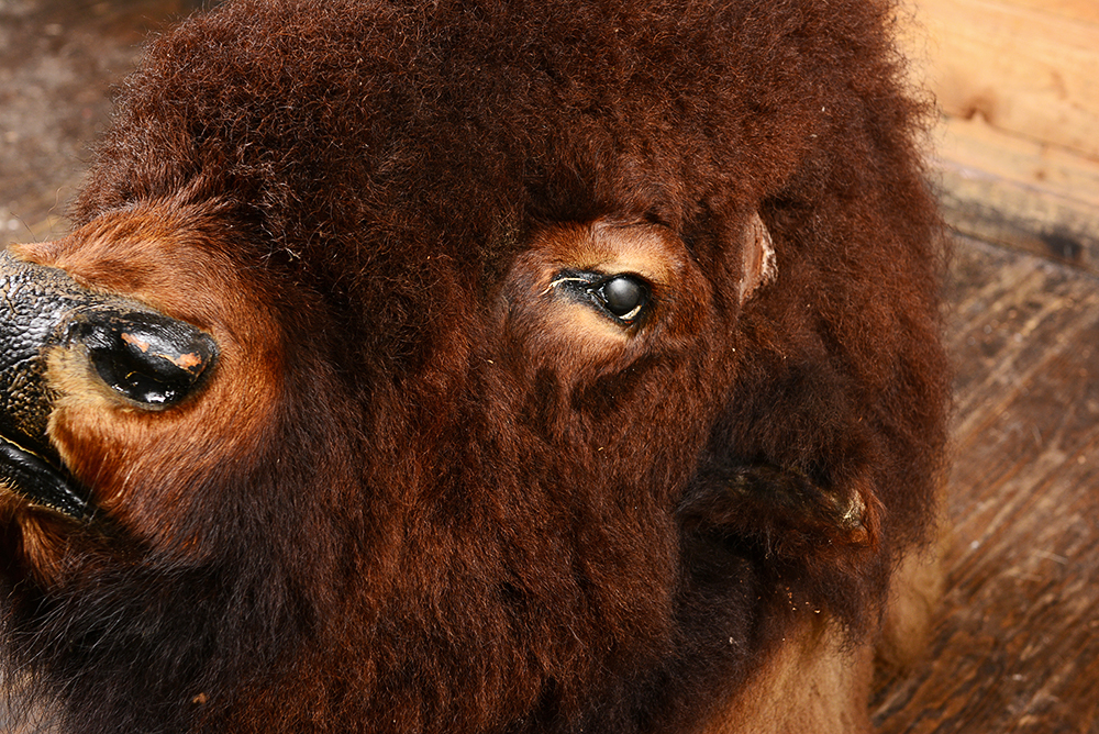 Taxidermy Bison Head