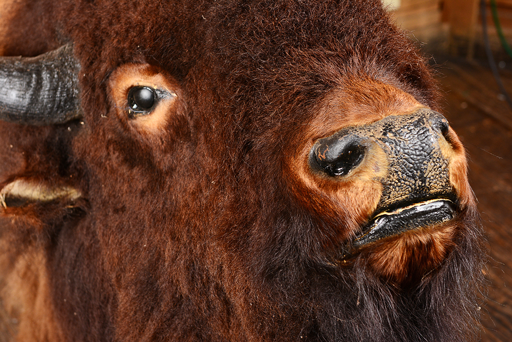 Taxidermy Bison Head
