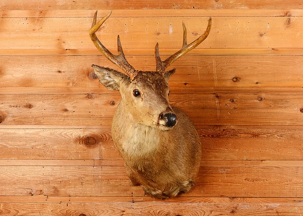 Taxidermy Six Point Buck