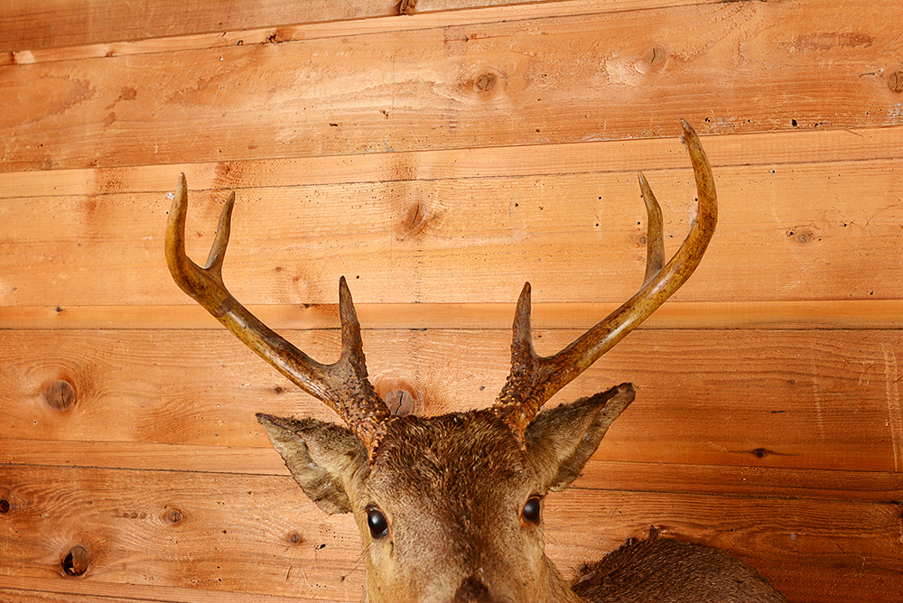 Taxidermy Six Point Buck