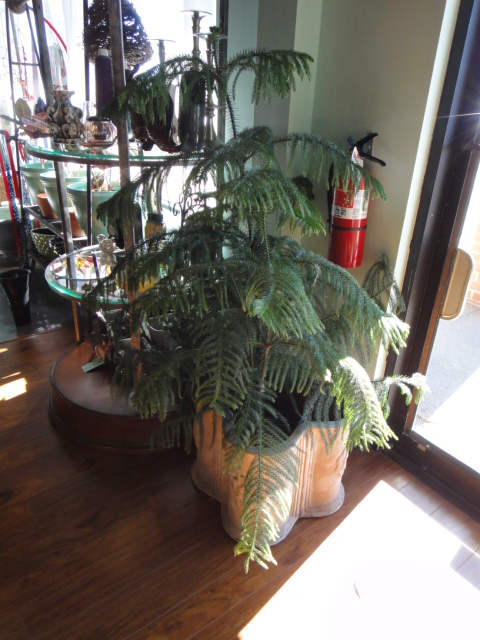 Two Large Terra Cotta Flower Pots