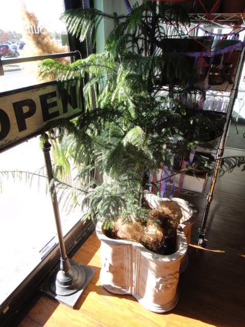 Two Large Terra Cotta Flower Pots